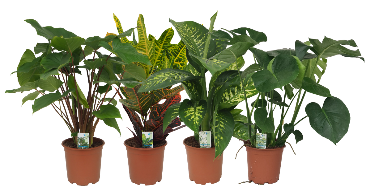 Mix 16 (Homalomena Maggy, Croton, Dieffenbachia Tropic Snow, Monstera), D 19