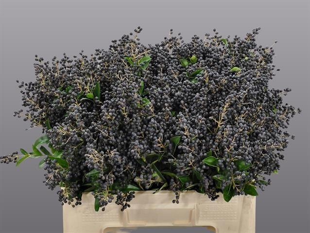 Лигуструм Либель 50, шт.