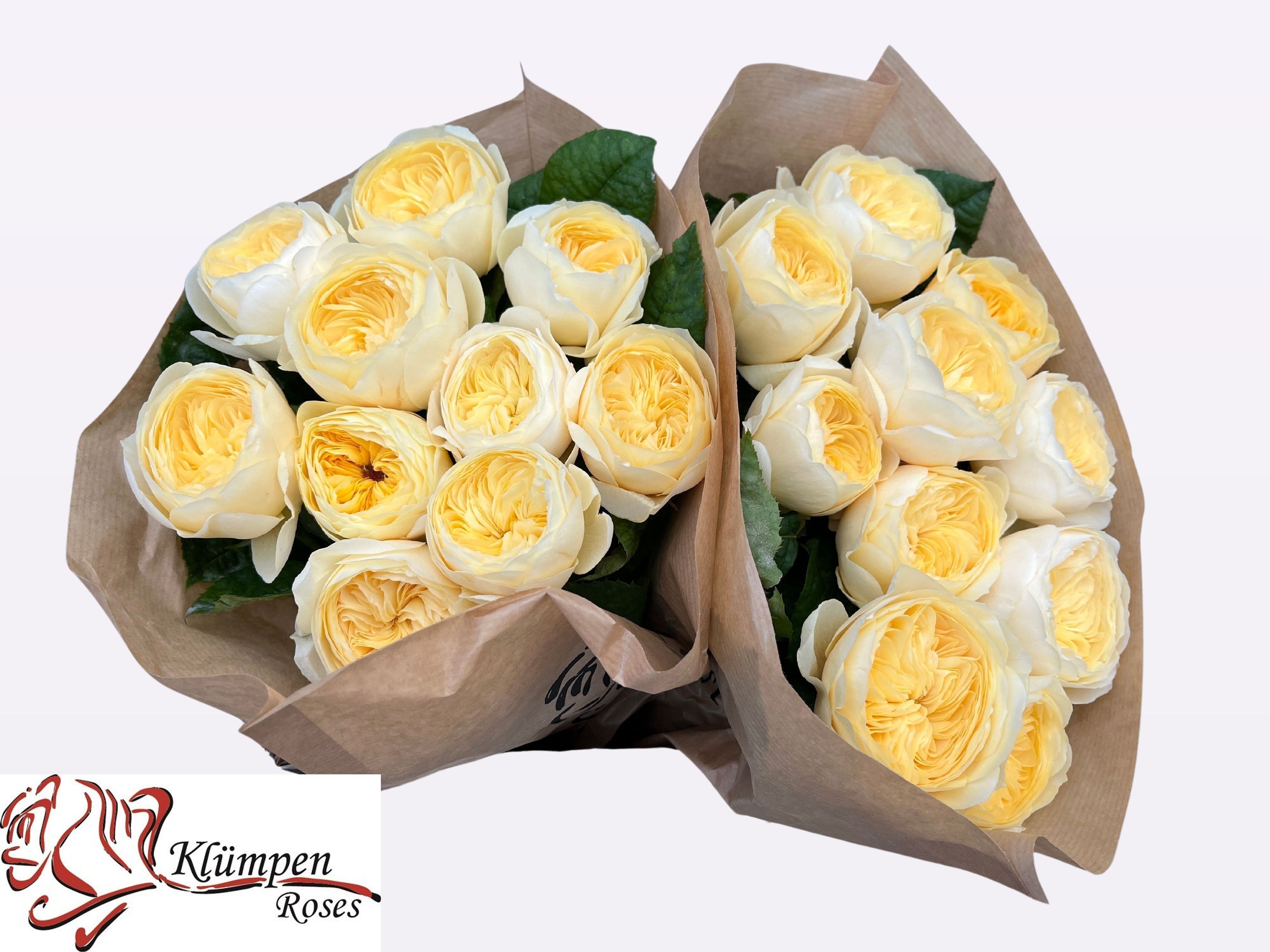 Роза од. Нона! 40, шт. Роза од. Нона! 40, шт.