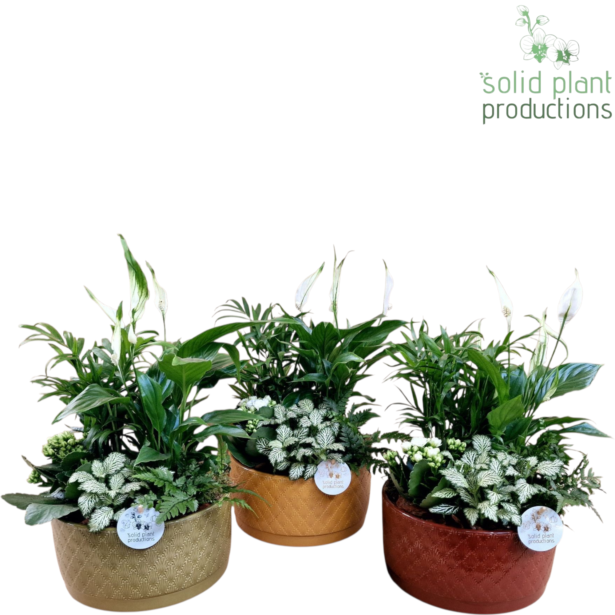 NV009 Izabella Jungle Chamaedorea Spathyphillum 5PP, D 22