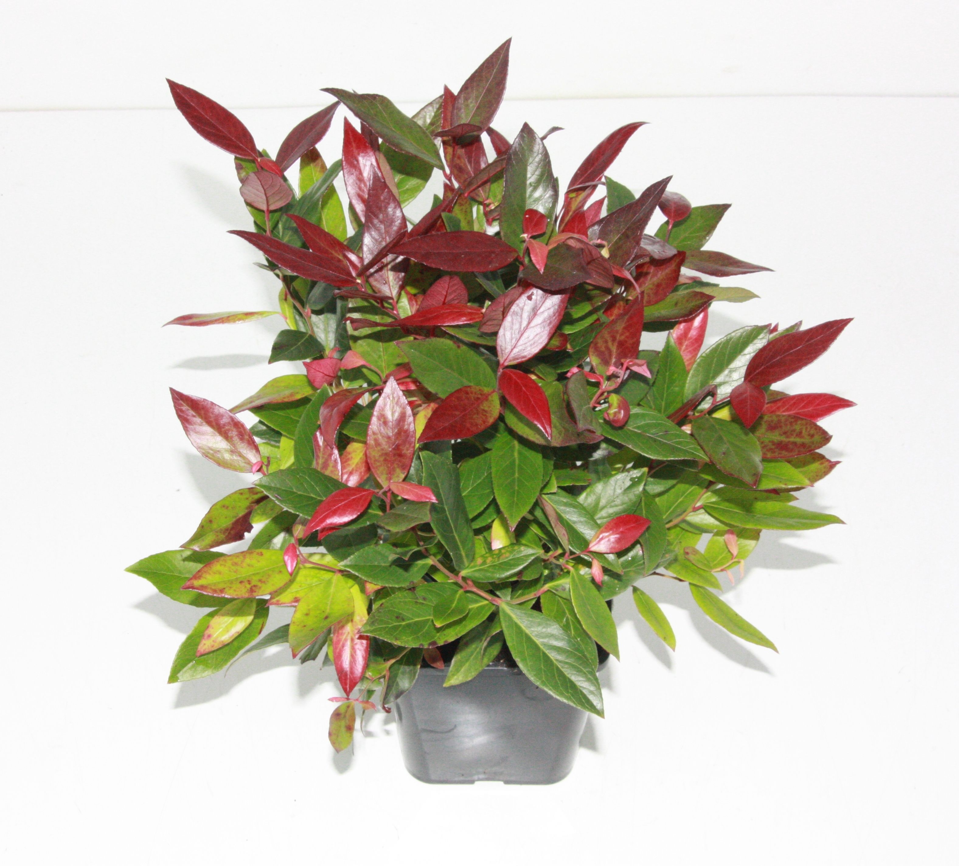 Leucothoe 'scarletta', D 14