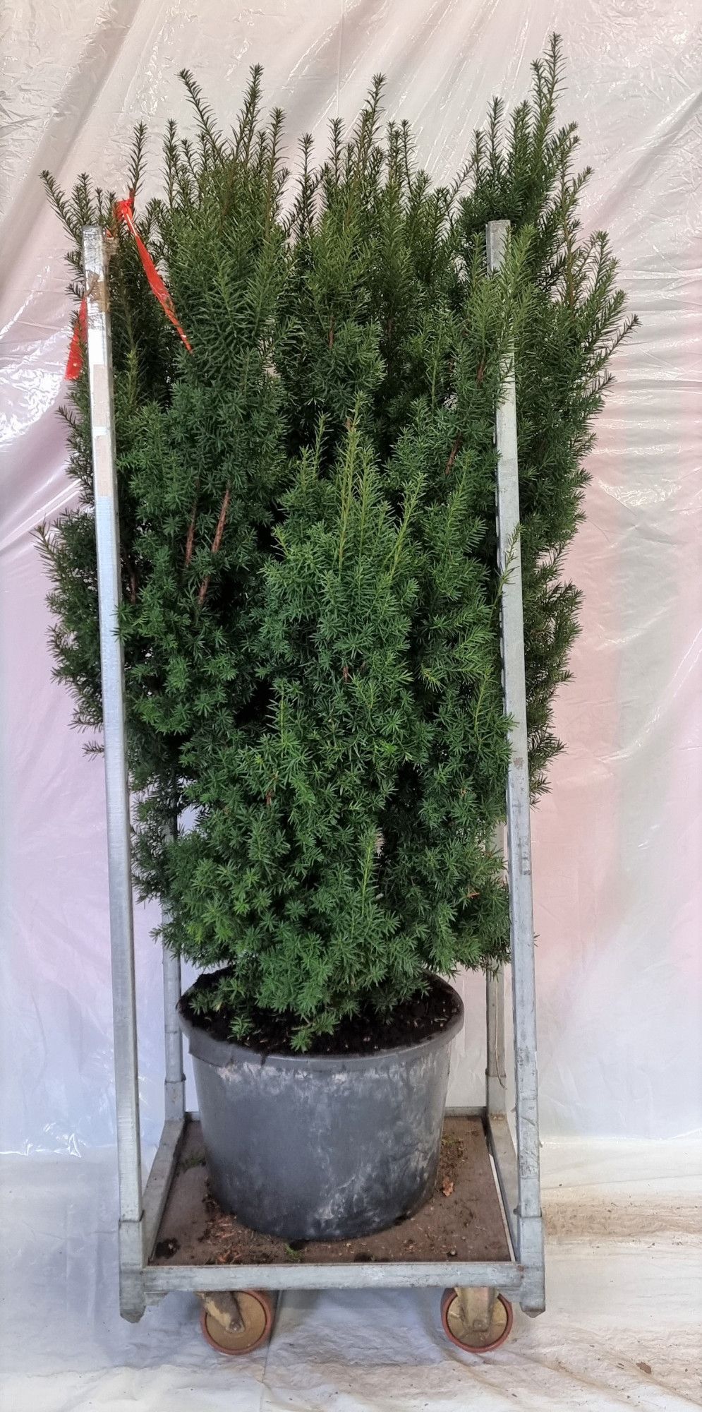 Taxus media Hicksii, D 45
