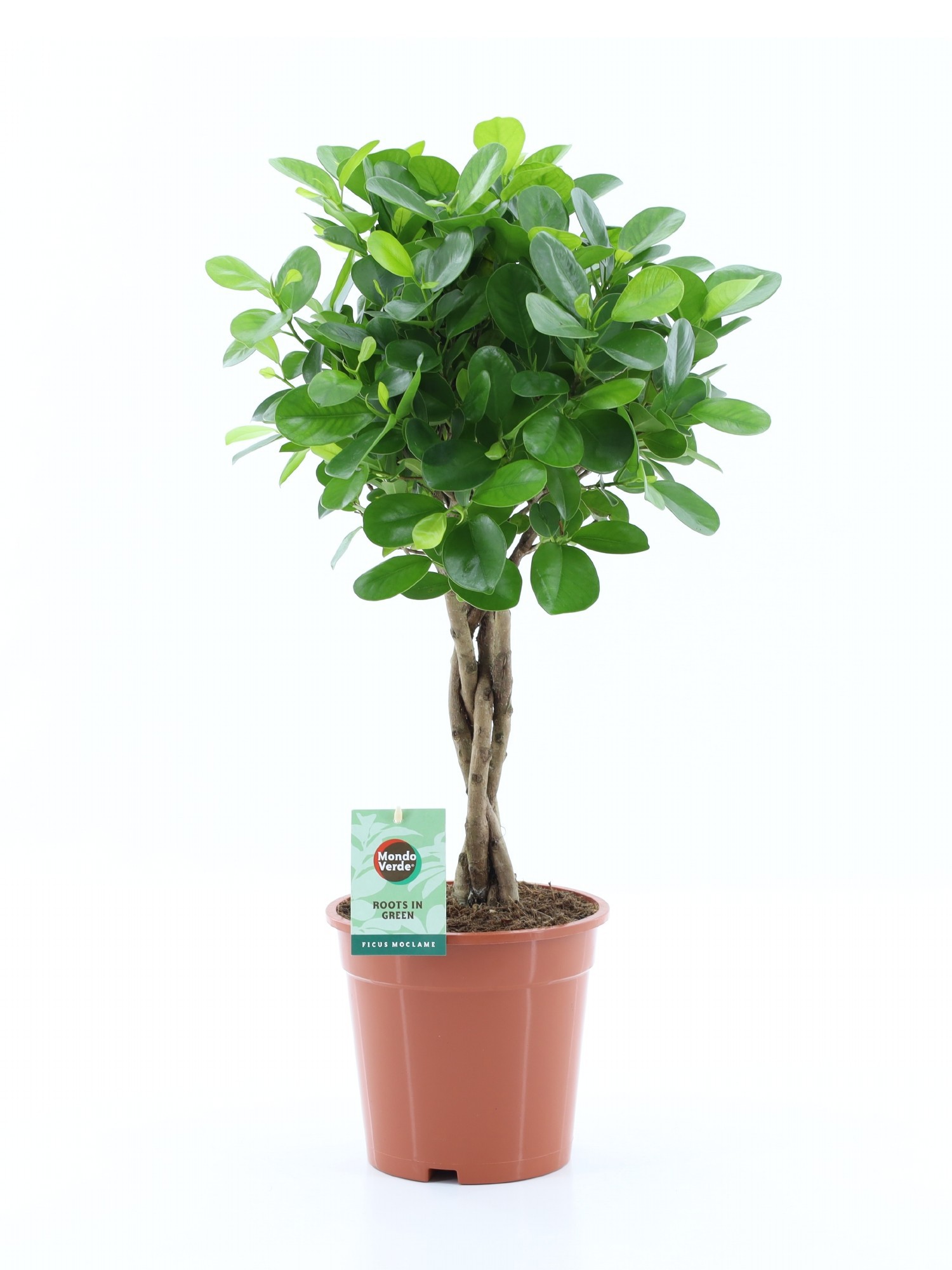 Ficus Microcarpa Moclame, D 19