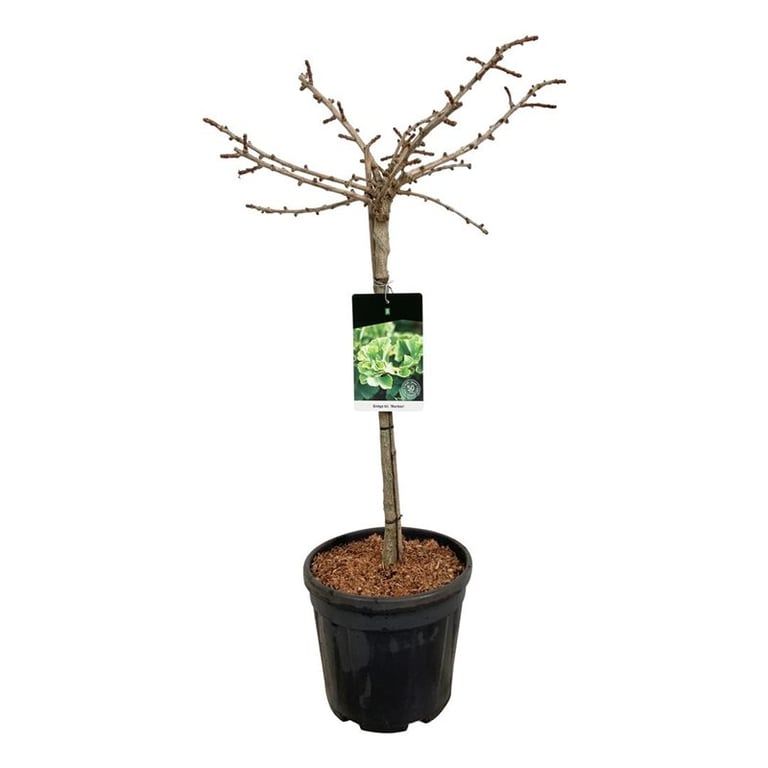 Ginkgo biloba 'Mariken', D 32