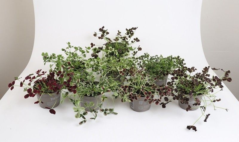 TRIFOLIUM REPENS, D 11