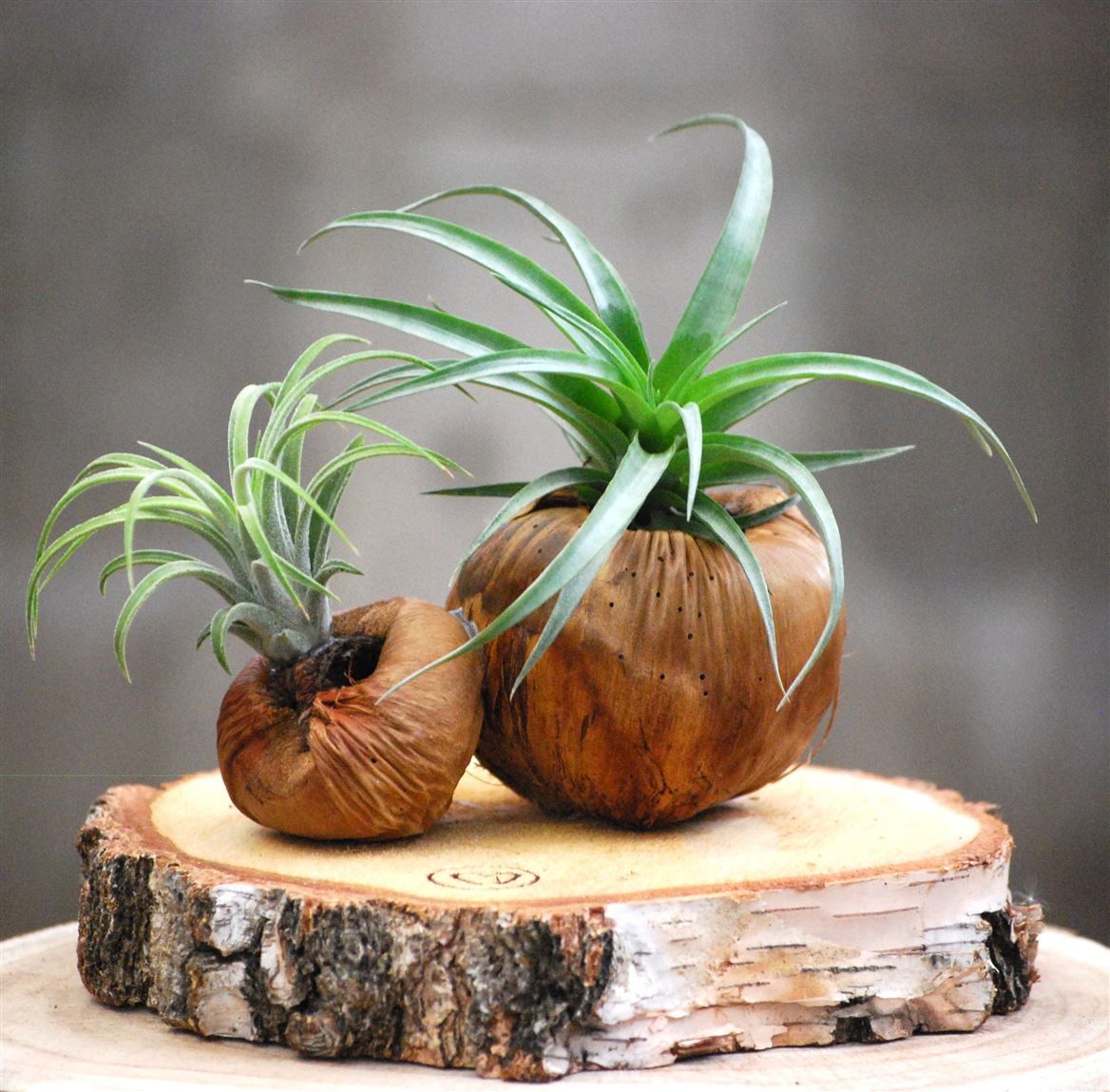 Talami duo op boomschijf L, D 30 cm