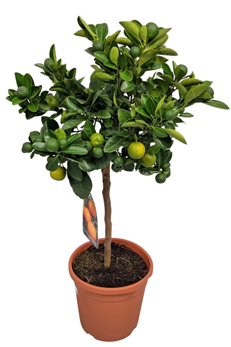 Citrus Calamondin Stem, D 21