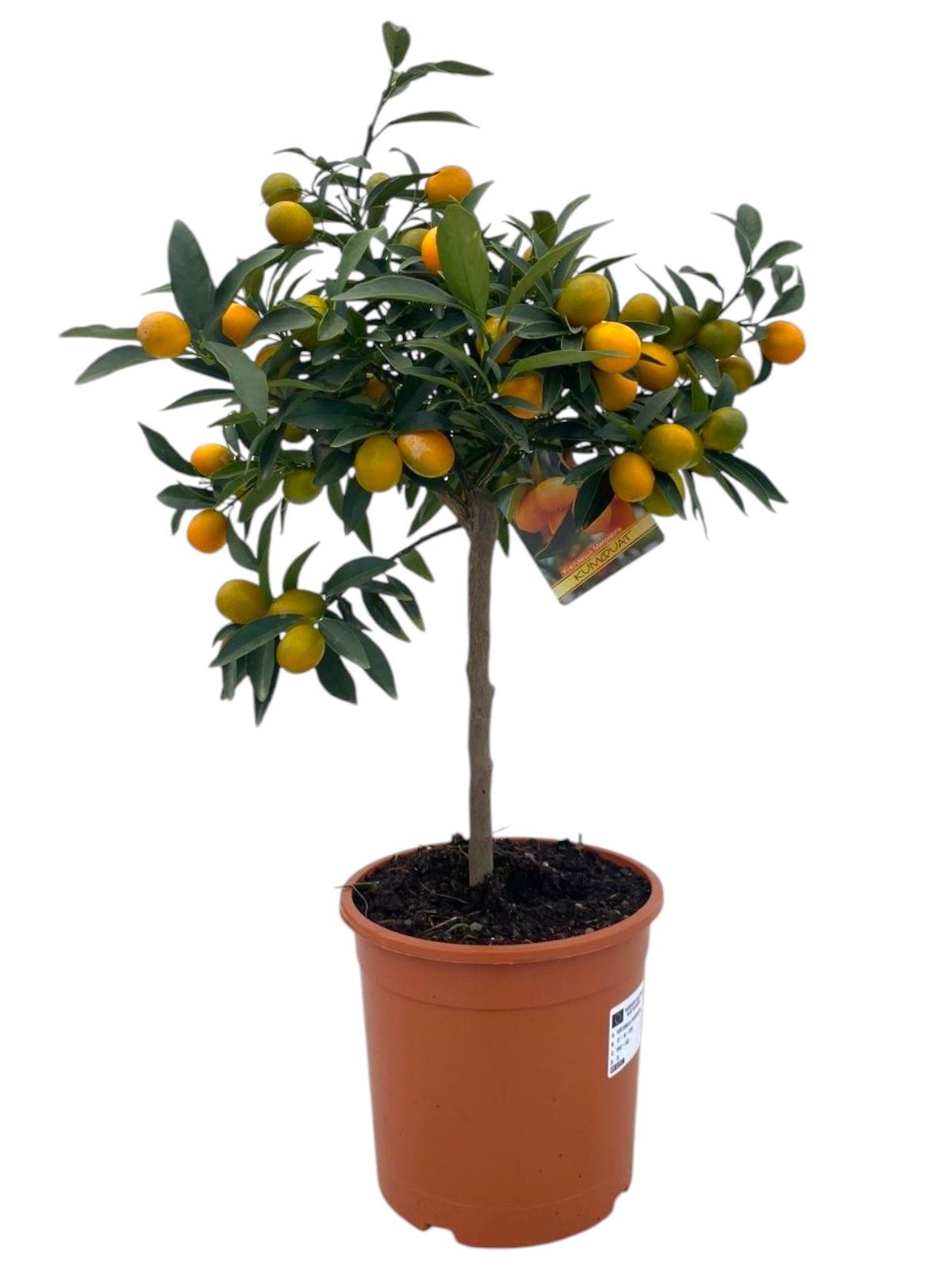 Citrus kumquat "op stam", D 21