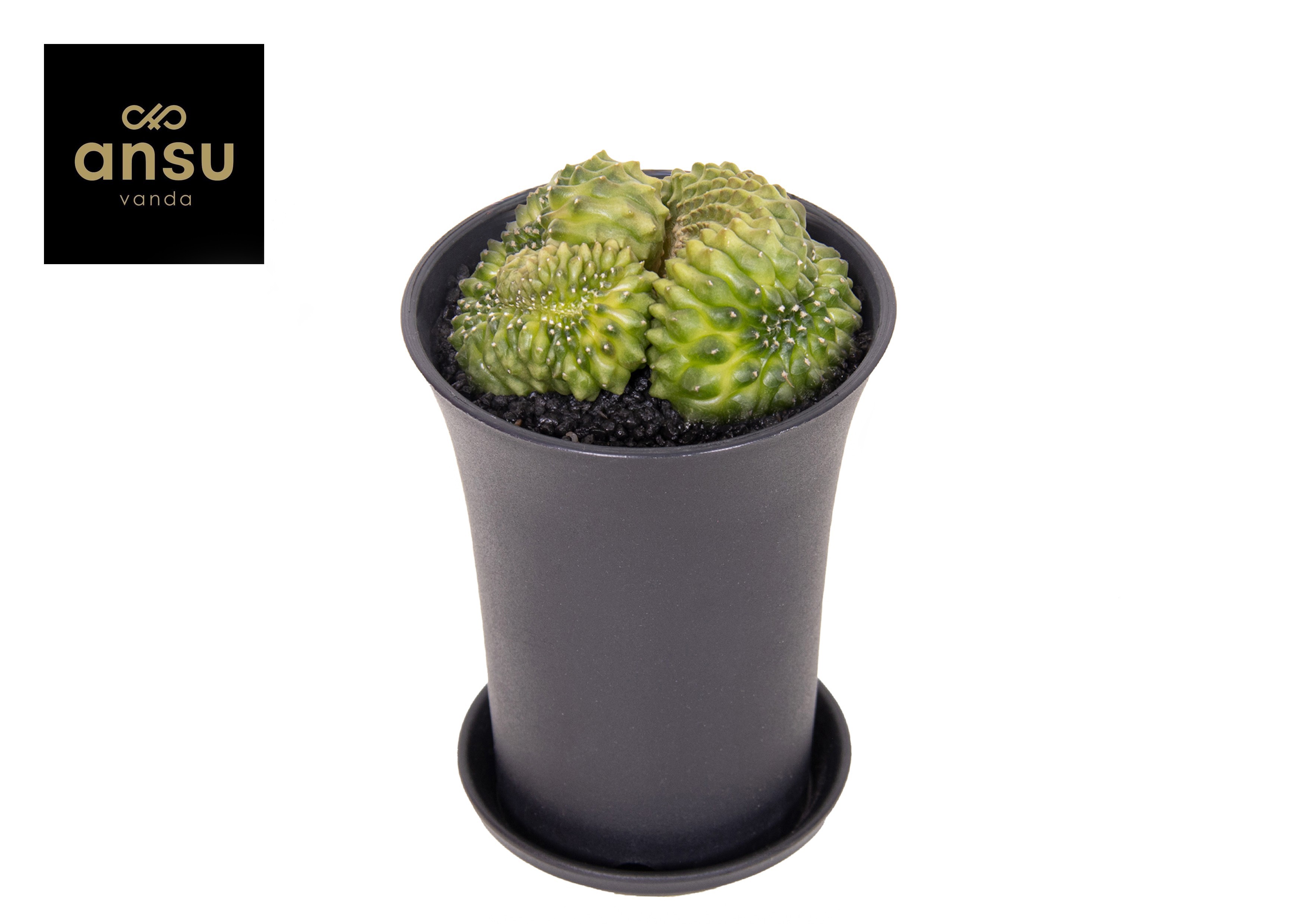 Gymno Cactus 'Spineless' Mountain Twin XL, D 10