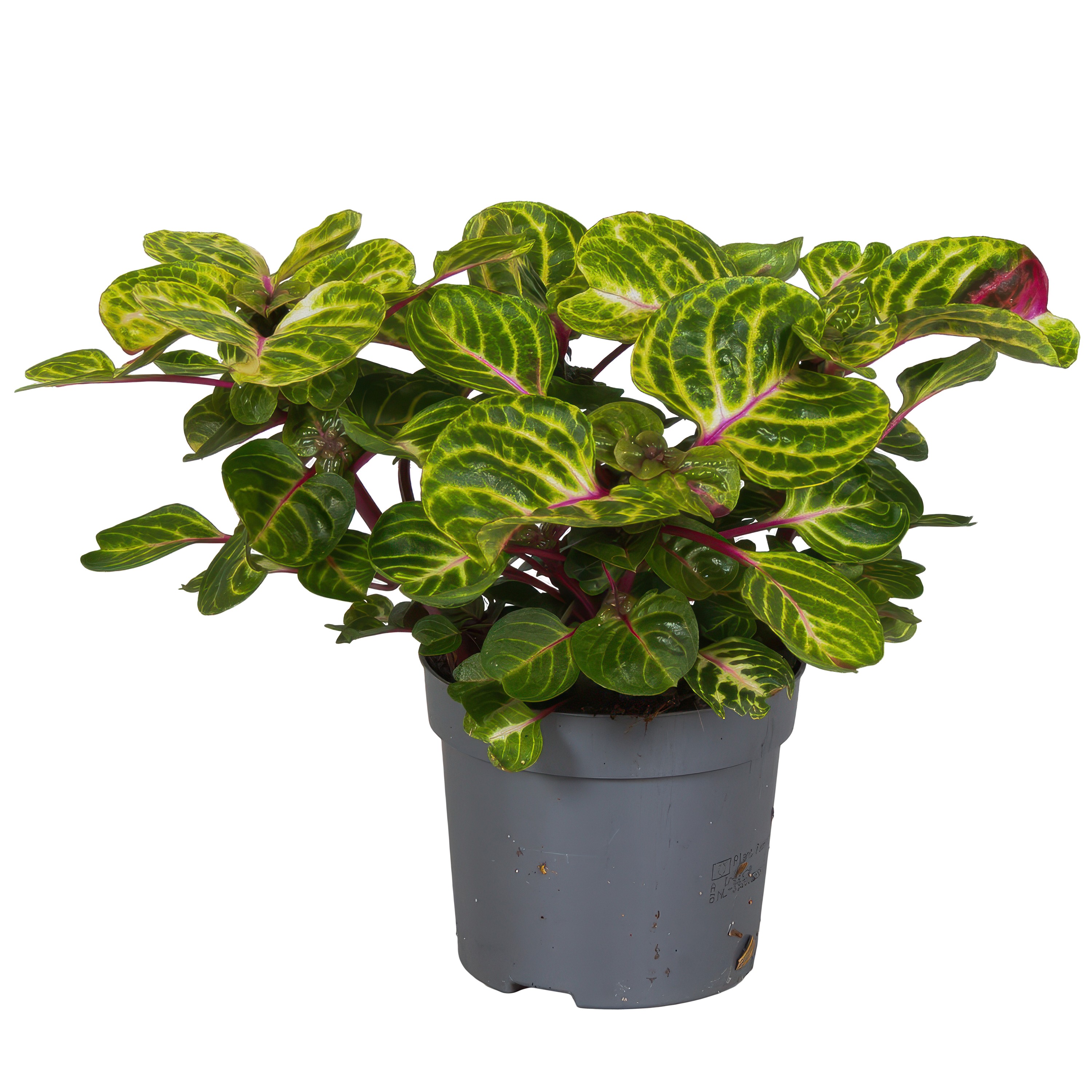 Iresine Herbstii Rich Funny Gold, D 13