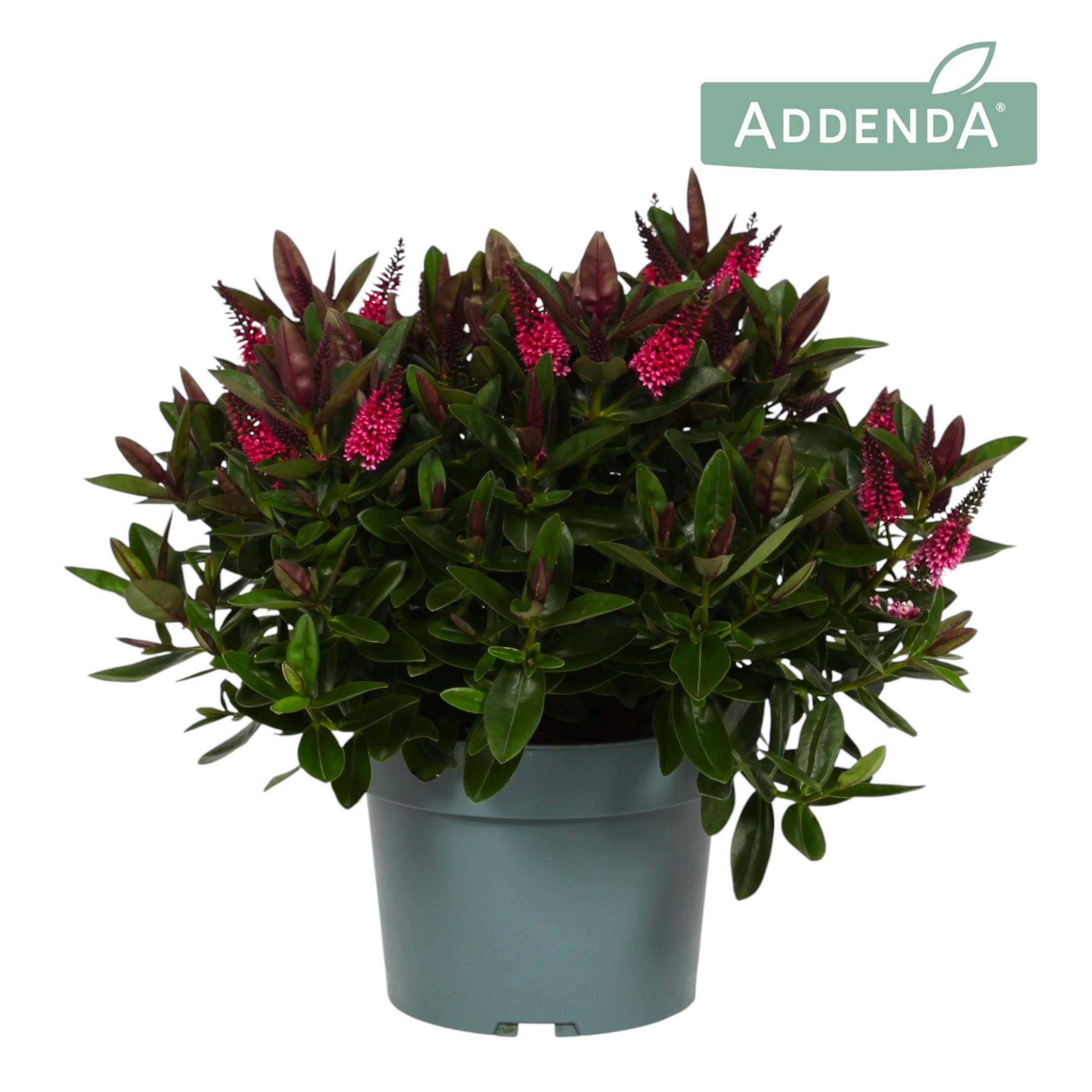 Hebe Addenda® Donna® Pink P19, D 19