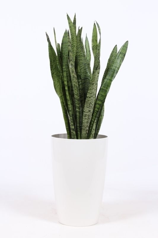 Sansevieria zeylanica in Santorini "wit", D 29