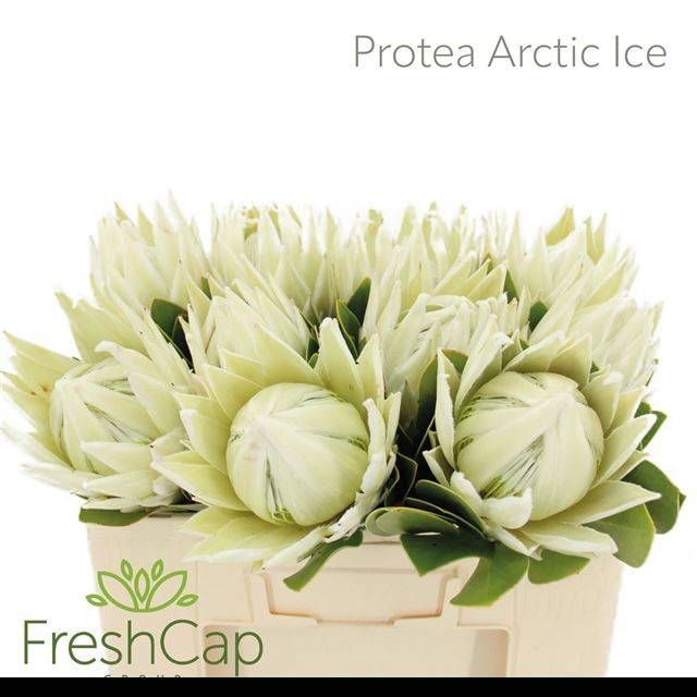 Протея Айова Арктик Айс 50, шт.