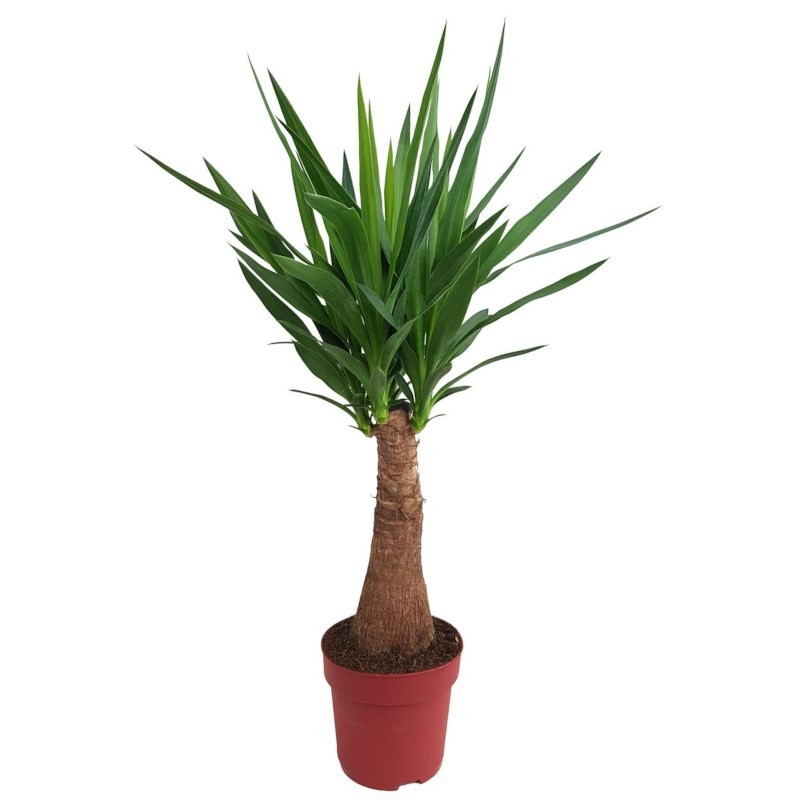 Yucca P24 Maya 100-110 cm, D 24