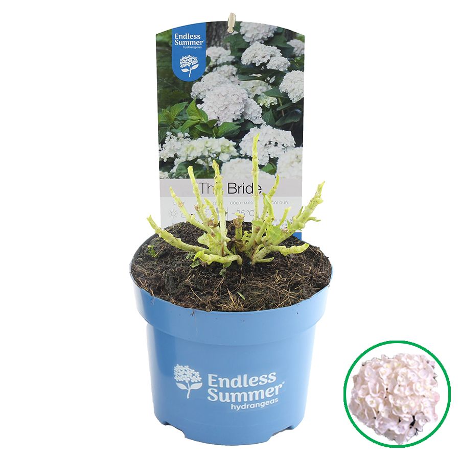 Hydrangea macr. Endless Summer® 'The Bride' C2 (17cm.), D 17