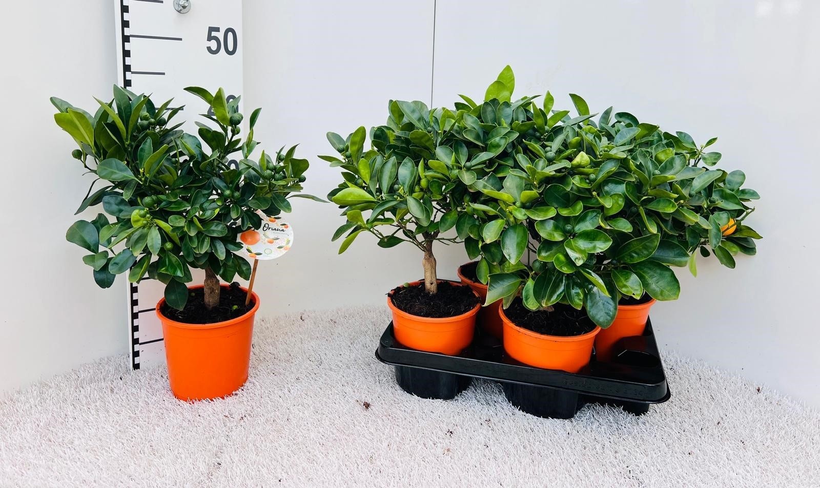 Citrus Calamondin medium-stem (s2), D 14 cm
