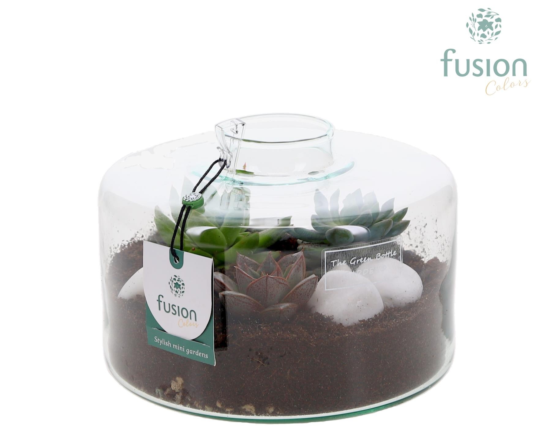 Green Bottle Kyra Medium met Succulenten, D 19