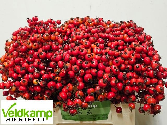 Рузботель Мэджикал Делайт 40, шт. Рузботель Мэджикал Делайт 40, шт.