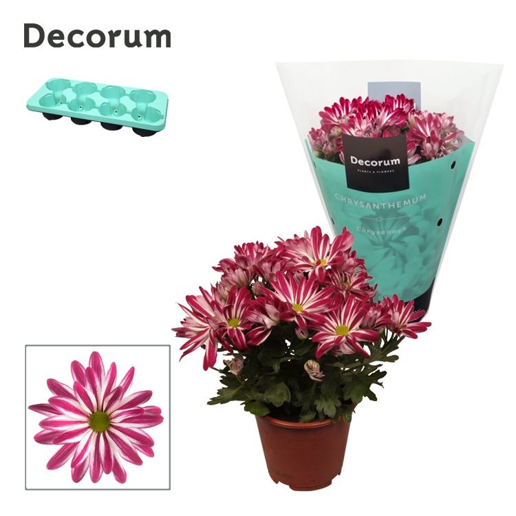 Chrysanne® Margarita Bicolor 'Candy', D 13 cm Chrysanne® Margarita Bicolor 'Candy', D 13 cm