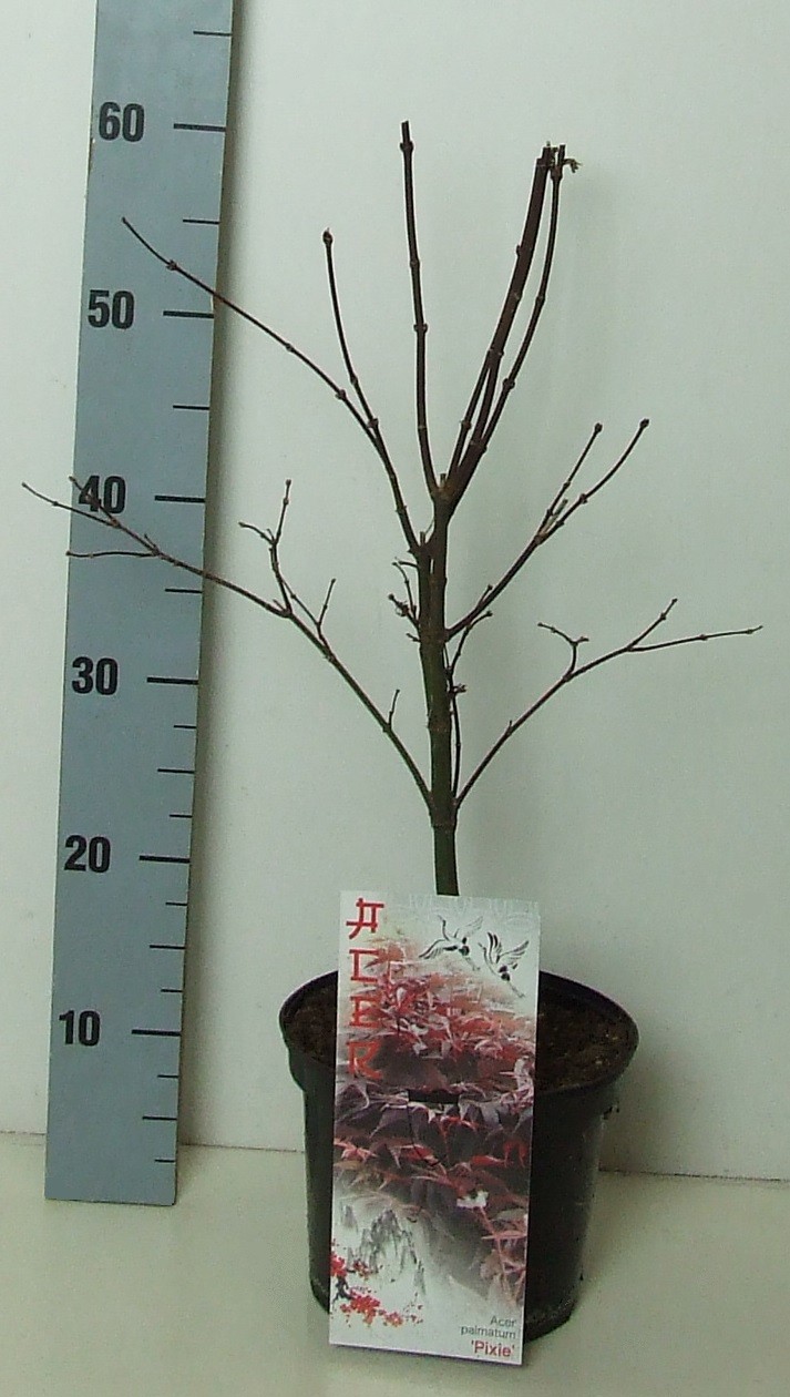 Acer palmatum 'Pixie' P19 Full CC, D 19