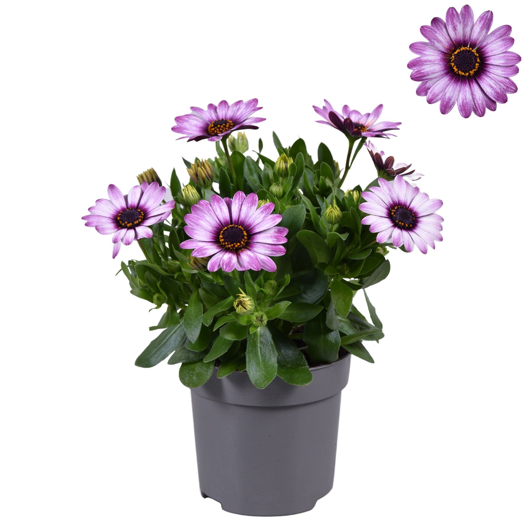 Osteospermum Roze, D 10,5