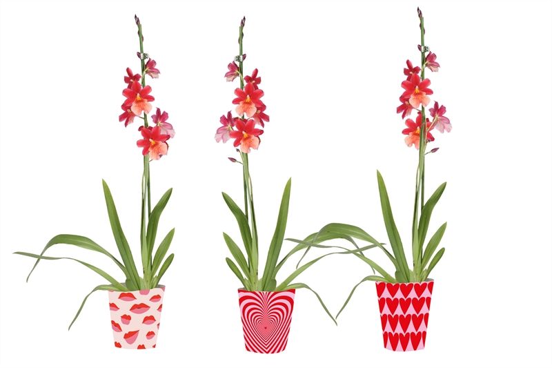 Potcover p12 love mix Cambria Nelly Isler 1T08+, D 12