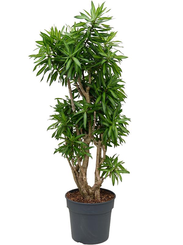 Pleomele (Dracaena) reflexa 'Song of Jamaica', D 34