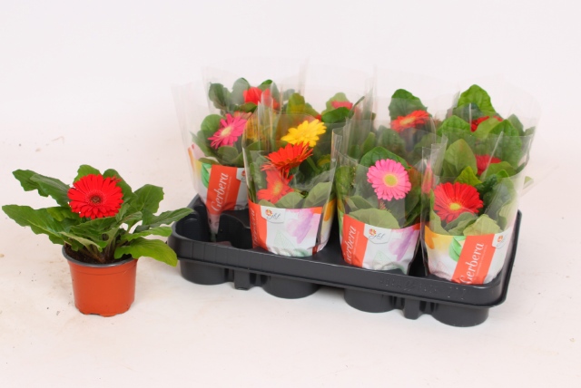 GER COLOURGAME GEM, D 9 cm