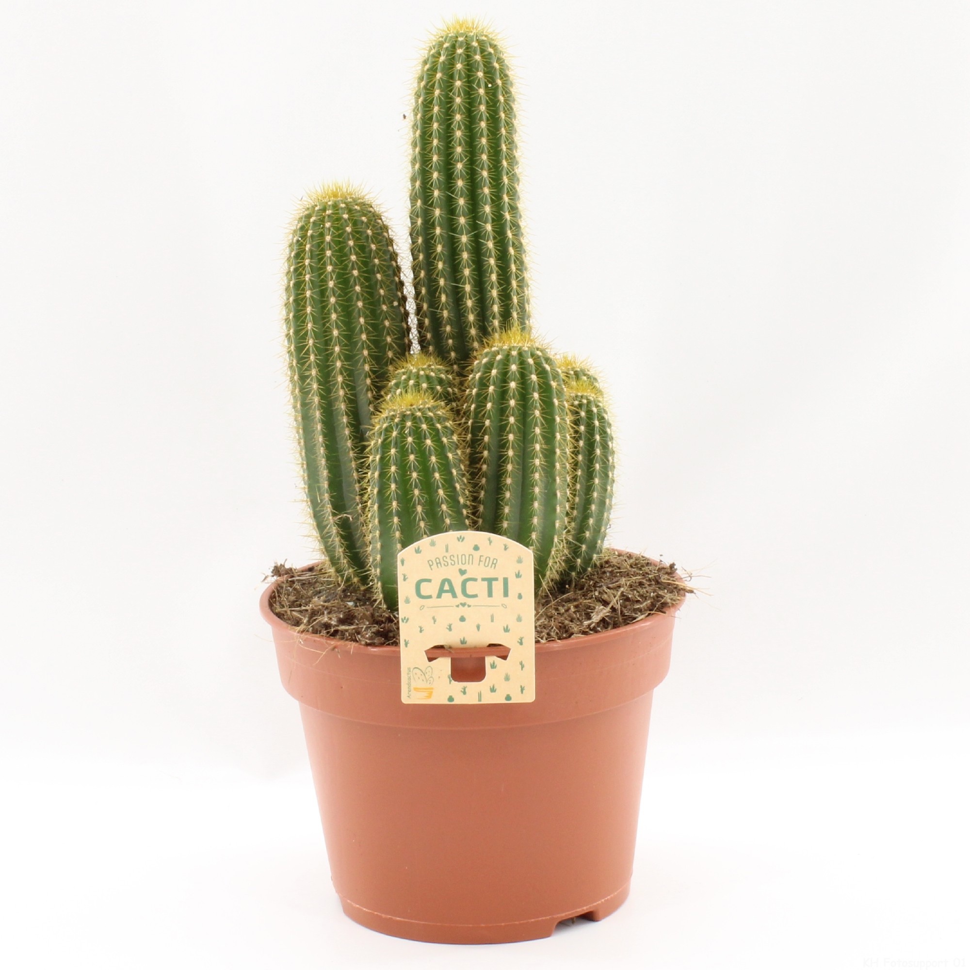 Neobuxbaumia polylopha 17 cm, D 17