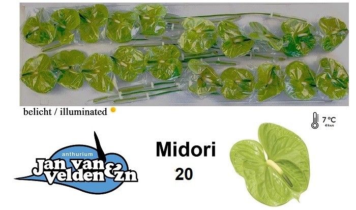 Антуриум Мидори x20, шт.