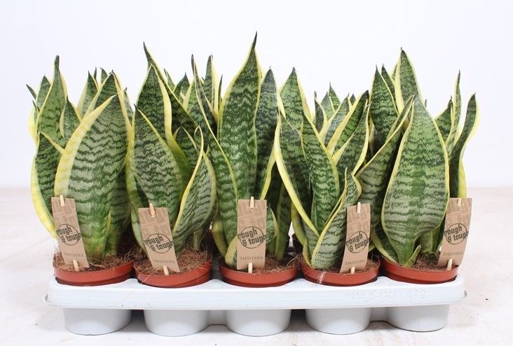 Sansevieria Superba, D 12