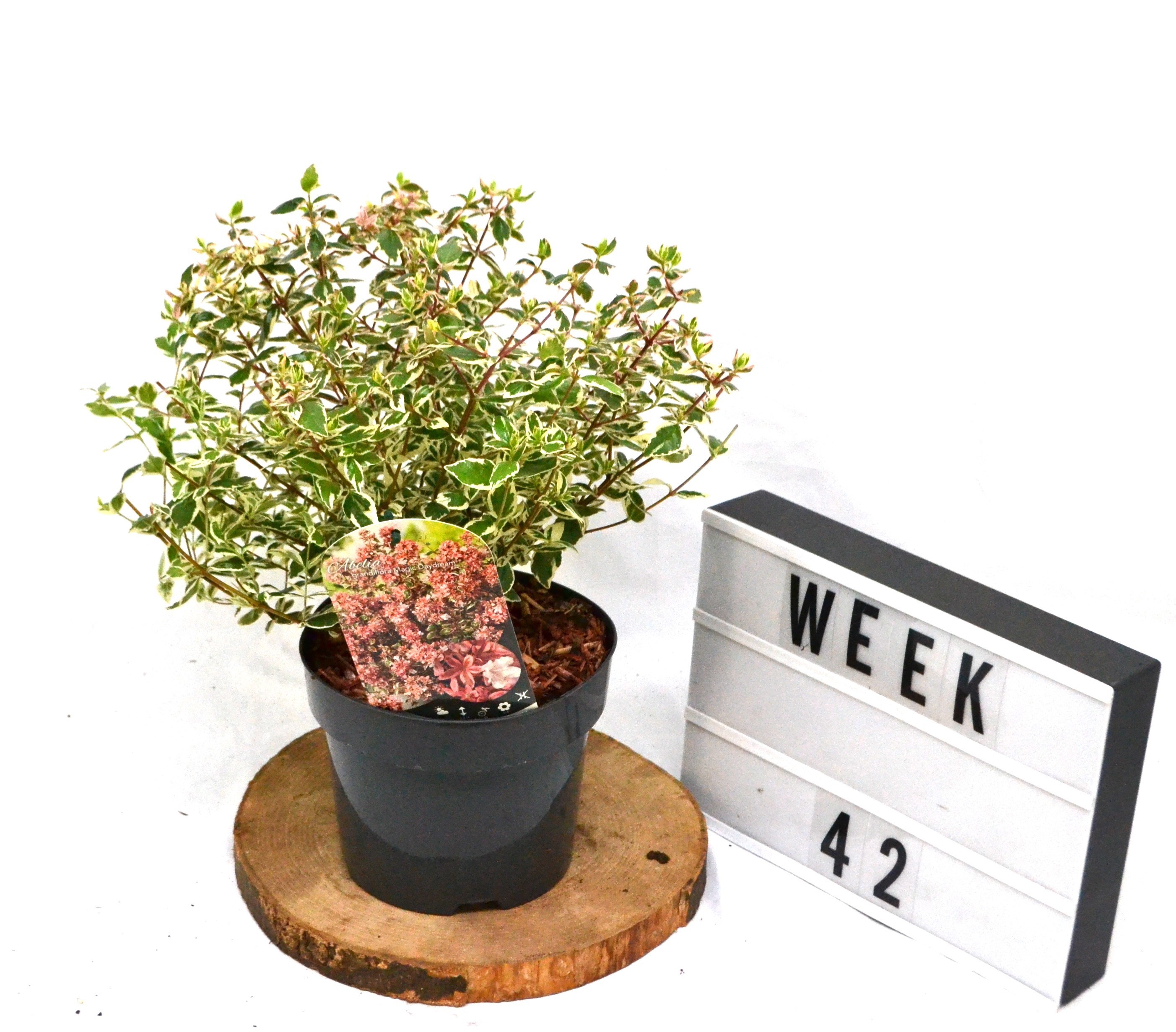 Abelia grandiflora Magic Daydream C3, D 19 cm Abelia grandiflora Magic Daydream C3, D 19 cm