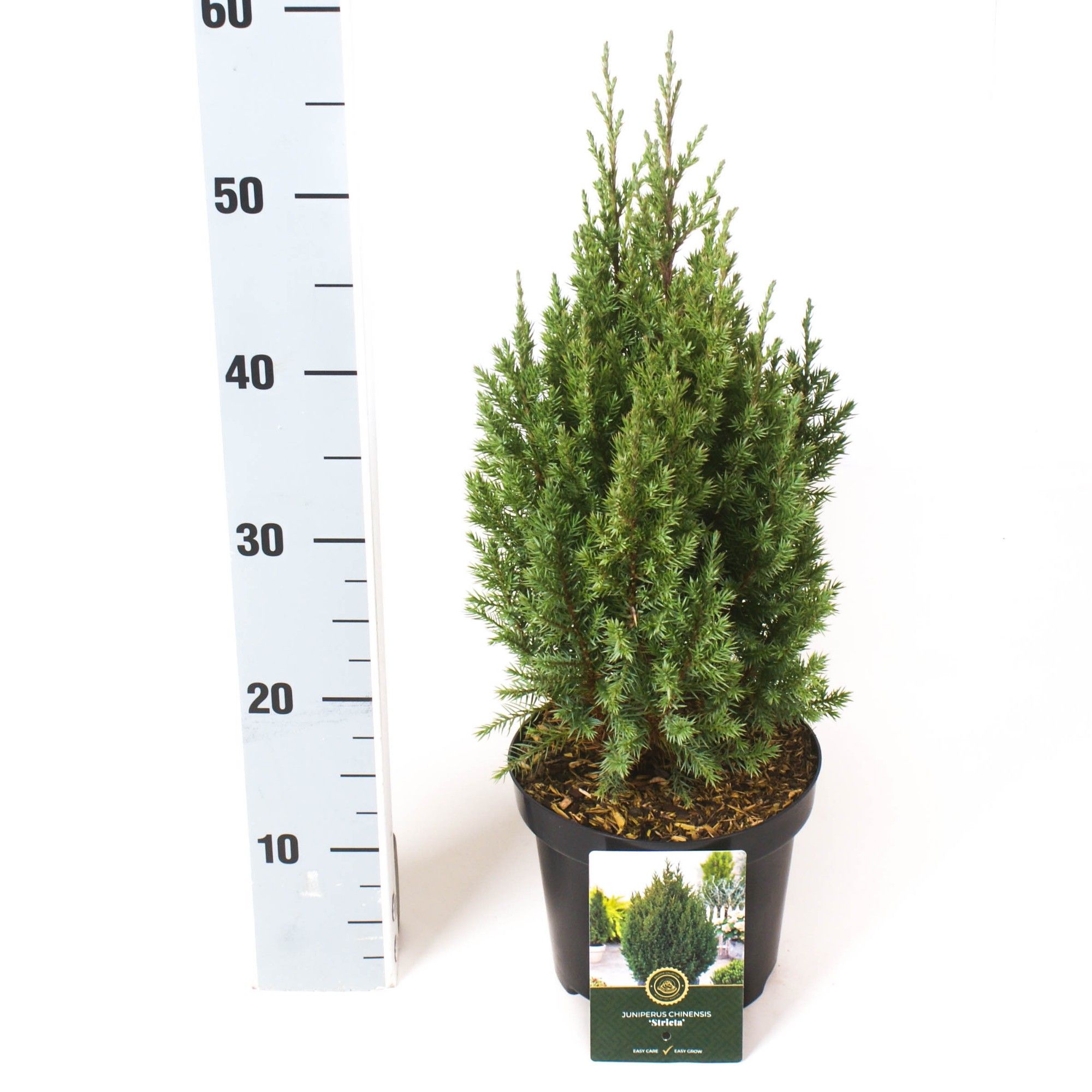Juniperus c. 'Stricta', D 18