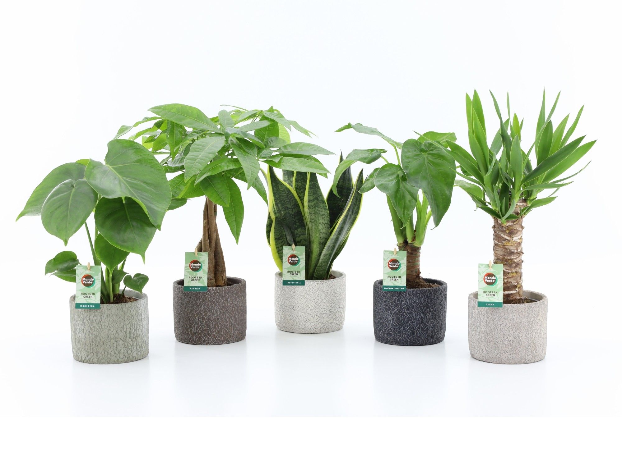 Tropic Mix in Classic Stone, D 14