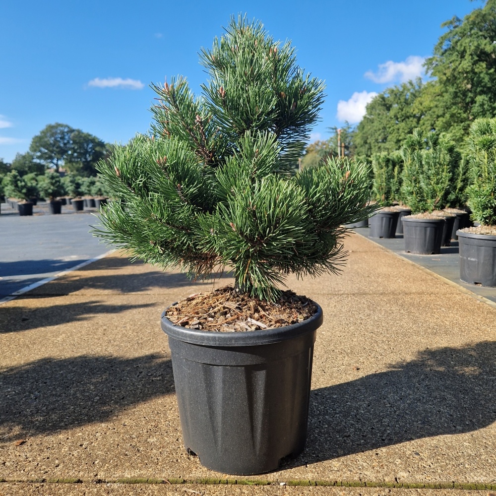 Pinus mugo 'Gnom', D 28 cm