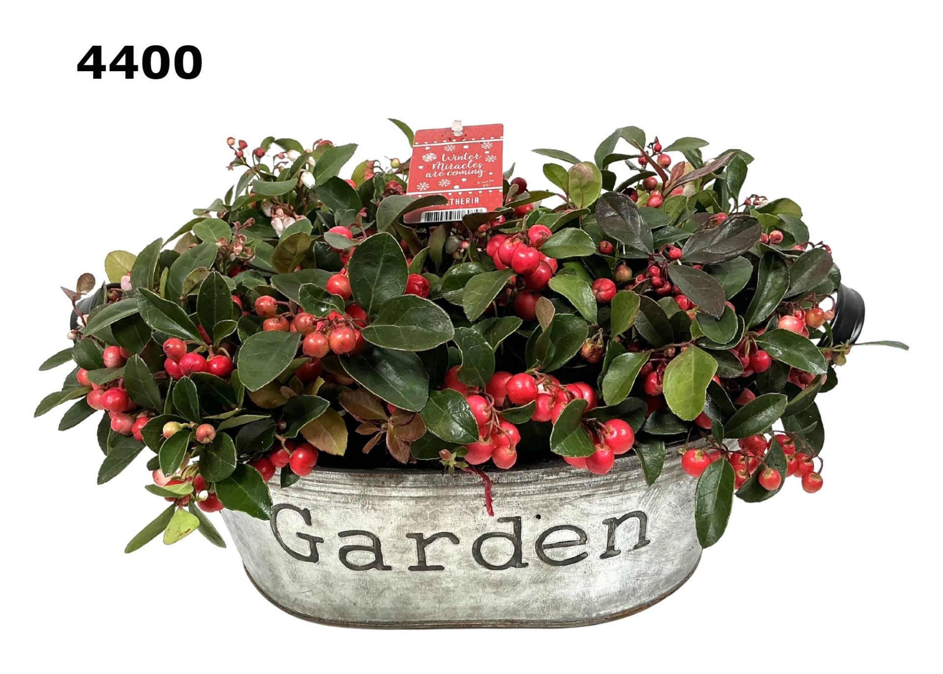 Gaultheria zinkenteil L, D 31 cm