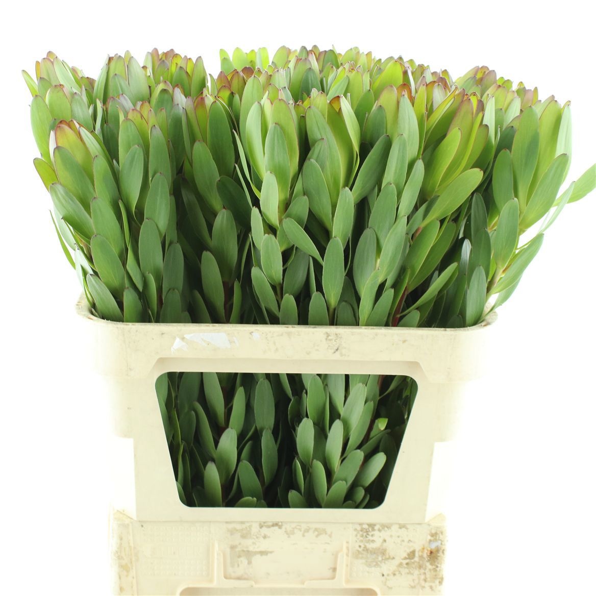 Леукадендрон Сафари Голдстрайк 90 (зел.), шт.