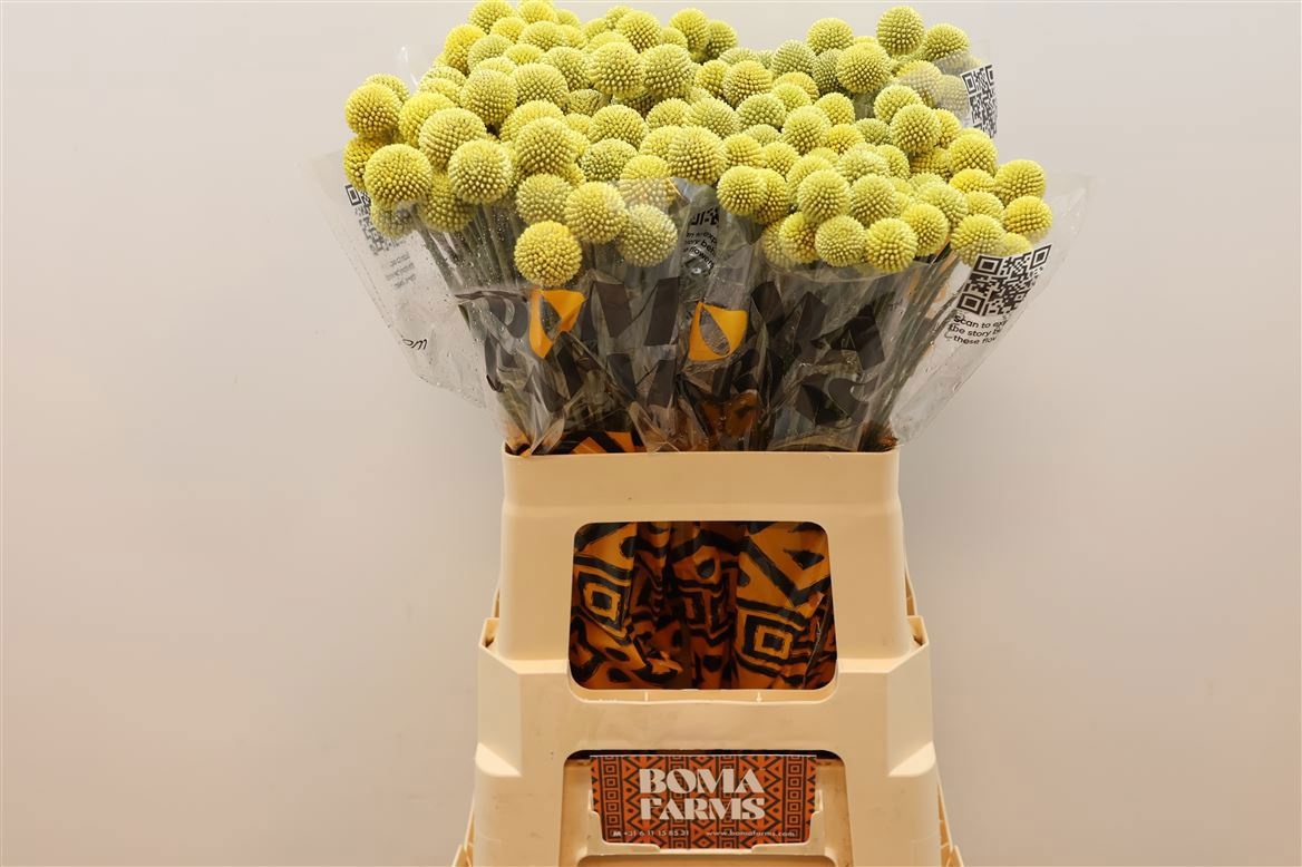 Краспедия Овериг 60, шт.