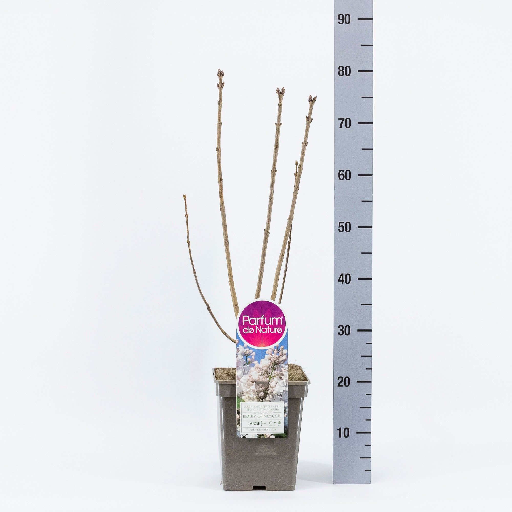 Syringa vul. Beauty of Moscow, C5, D 23