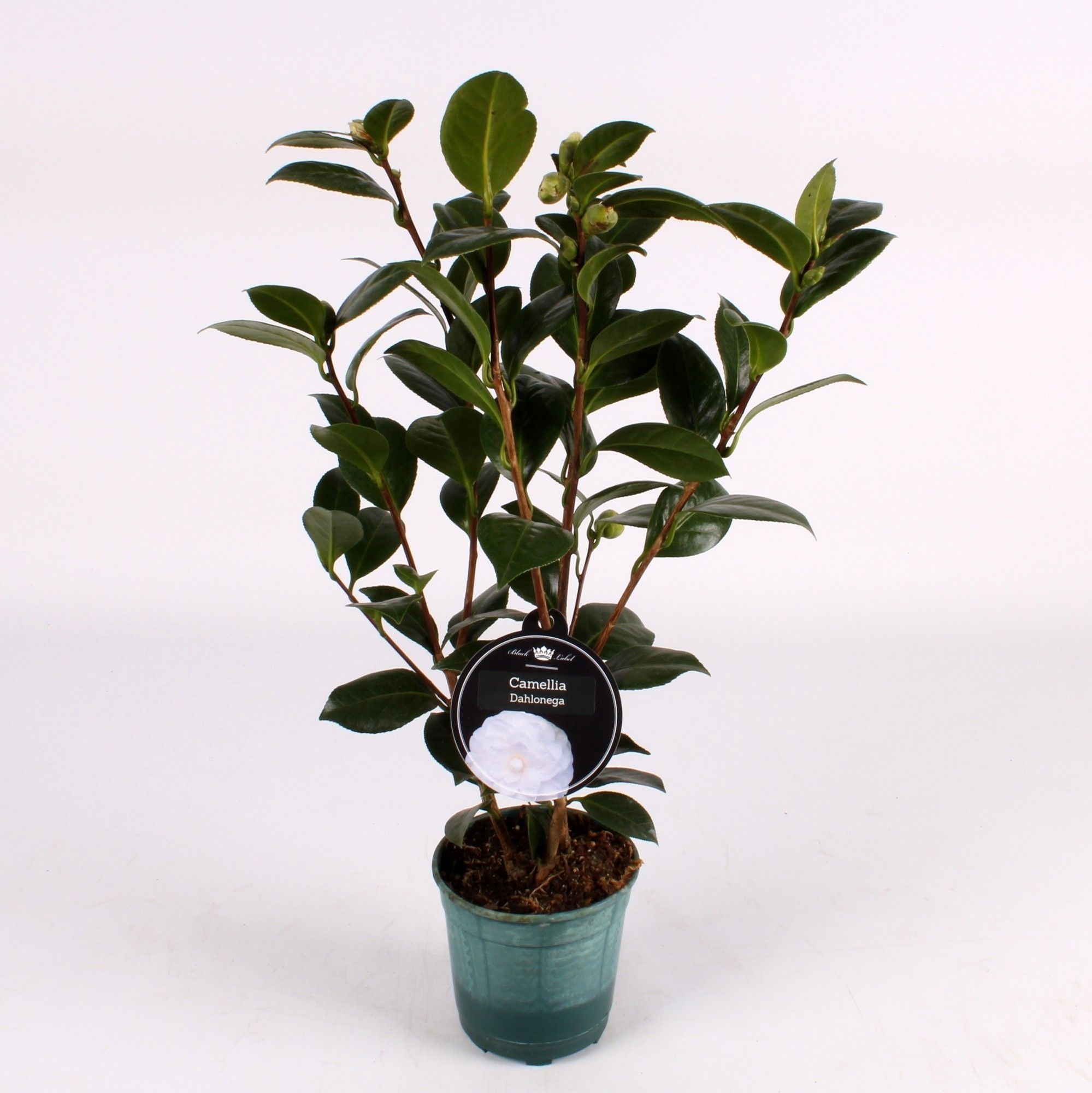 Camellia White, D 12