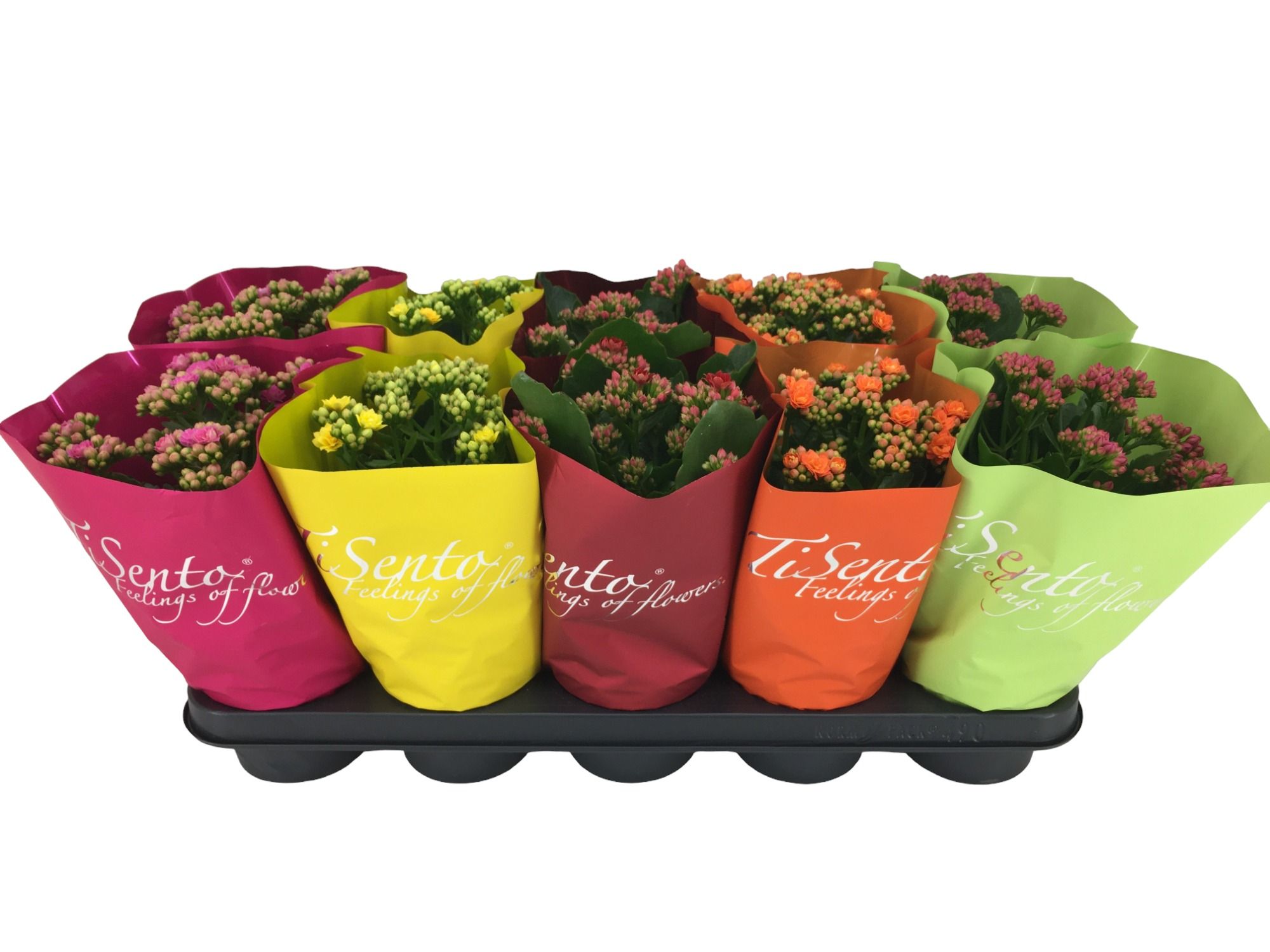 Calandiva 12 cm - Italië Mix 2, D 12