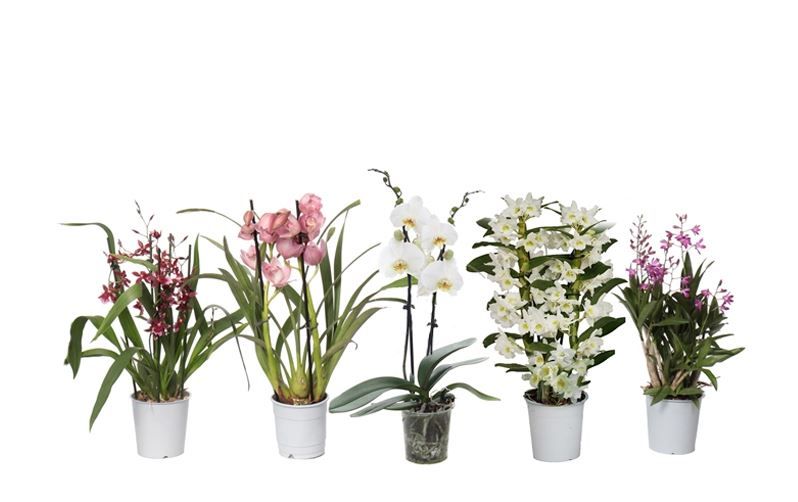 Orchideeen mix 2T ( 4 lg/dc ) met Phal, D 12