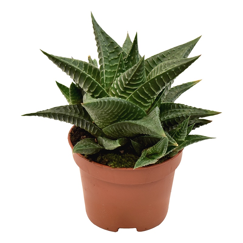 Haworthia Limifolia, D 6