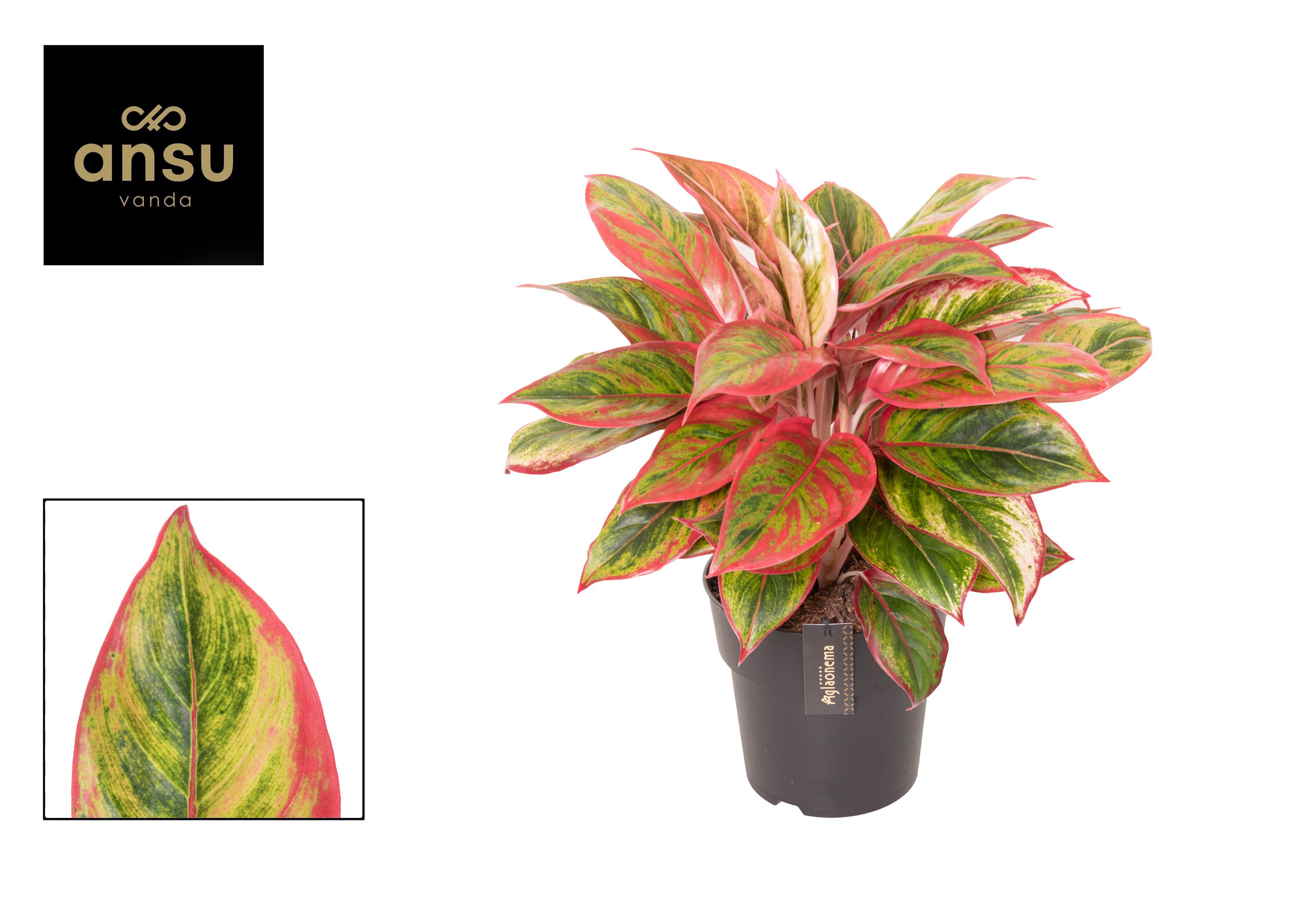 Aglaonema Jamaica Red, D 19
