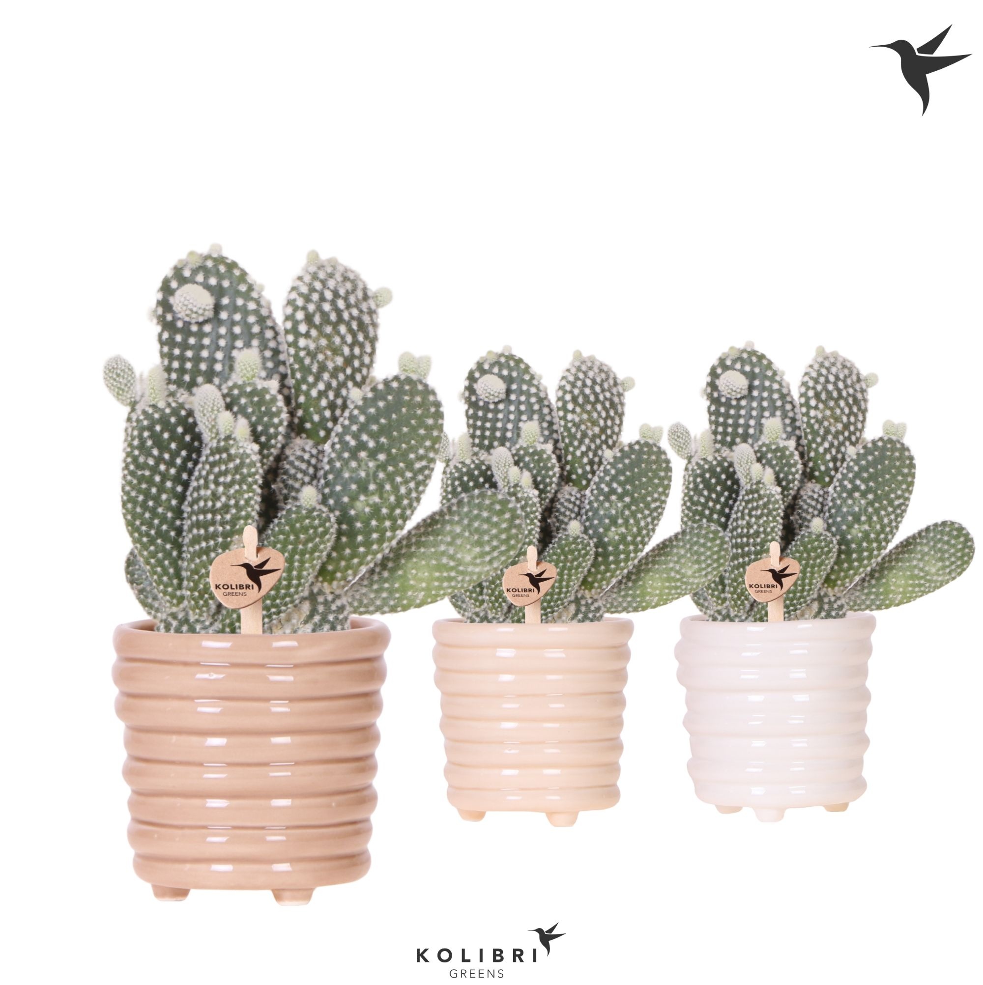 Kolibri Greens Opuntia white in Ring pot mix, D 9 cm