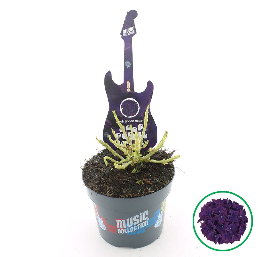 Hydrangea macr. Music Collection® 'Deep Purple Dance'® C2 (17cm.), D 17