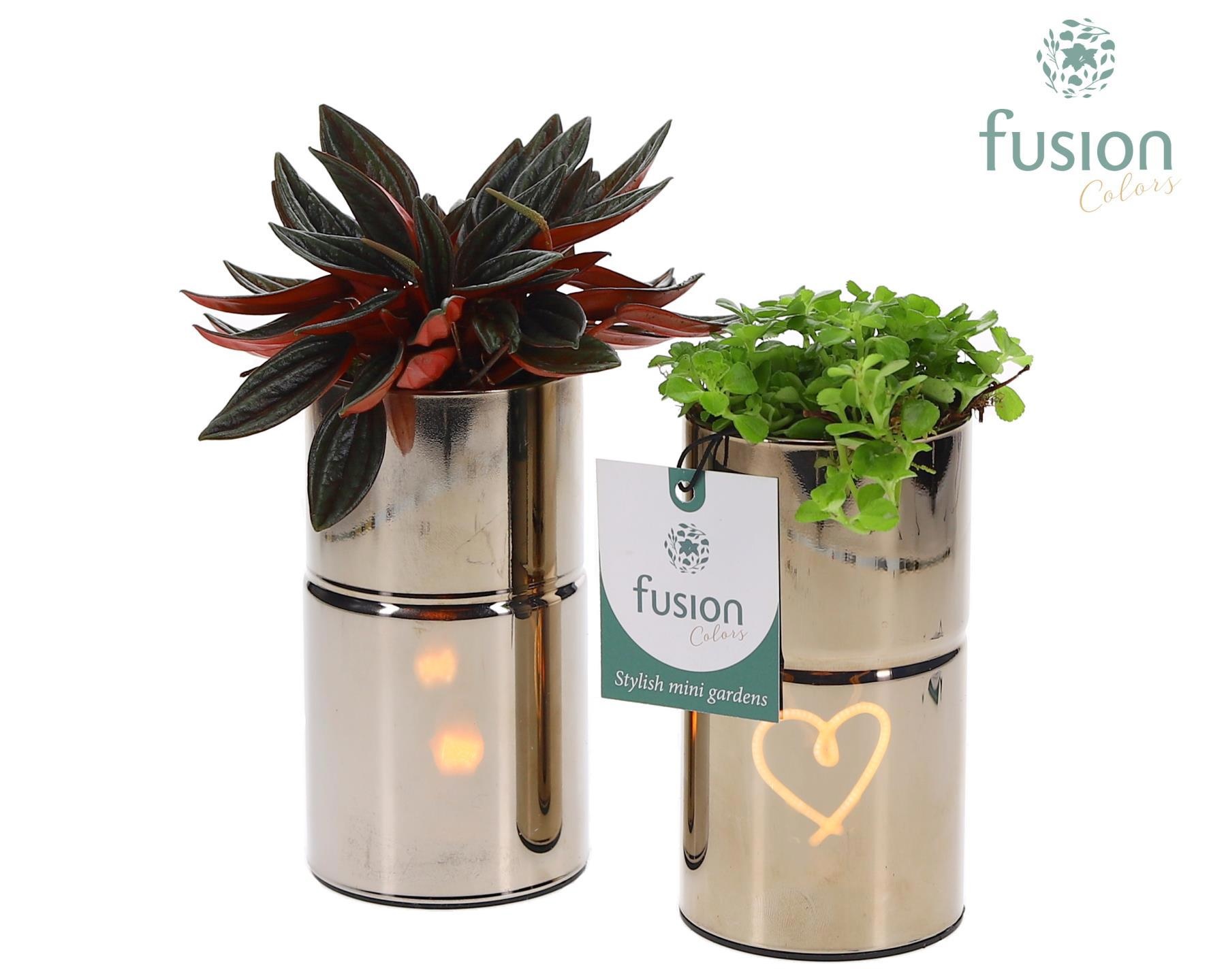 LED Glas tube planter met Groen planten, D 7