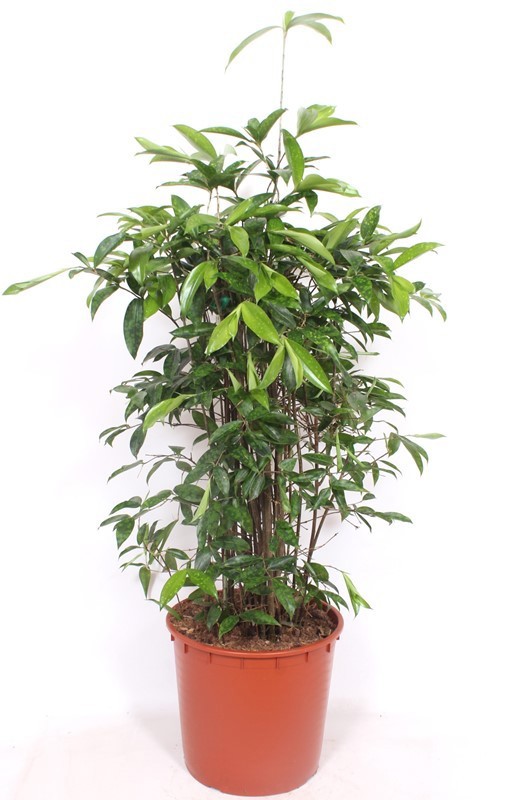 Dracaena Surculosa, D 34