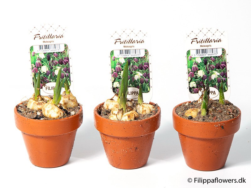 FRITILLARIA MELEAGRIS, D 7