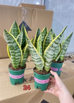 Сансевиерия 0.25 Галлон Пот Хавортиа 12 27